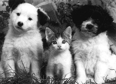 Hund und Katze